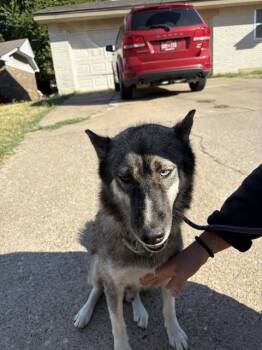 A480599 -  Siberian Husky and Mixed Breed Dog for Adoption in Oklahoma City, Oklahoma - A480599 | PetCurious