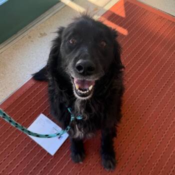 Border Collie Dogs Available for Adoption in Reno, Nevada - Murphy | PetCurious