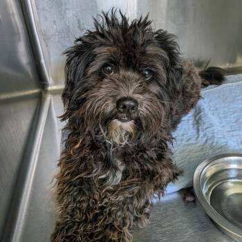 Layla Abby -  Maltese Dog for Adoption in Houston, Texas - Layla Abby | PetCurious