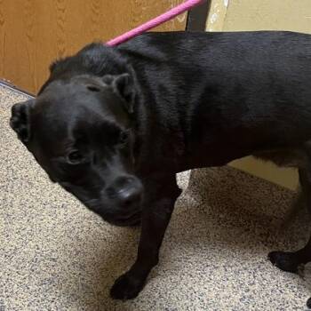 Mixed Breed Dogs Available for Adoption in Merriam, Kansas - Rocky | PetCurious