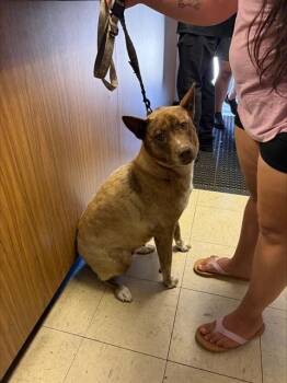 SVETLANA -  Australian Cattle Dog Blue Heeler and Akita Dog for Adoption in Stockton, California - SVETLANA | PetCurious