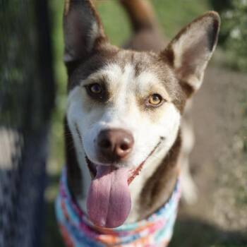 ASTRO -  Husky Dog for Adoption in San Antonio, Texas - ASTRO | PetCurious