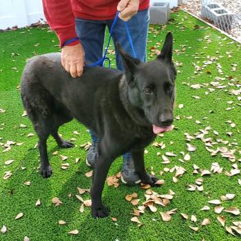 German Shepherd Dog Dogs Available for Adoption - Ani (Ah Knee) | PetCurious