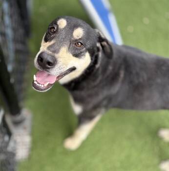 JAMES -  Mixed Breed Dog for Adoption in Dallas, Texas - JAMES | PetCurious