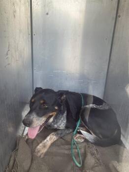 Rescue Mixed Breed Dogs for Adoption in Dallas, Texas - ODIN | PetCurious