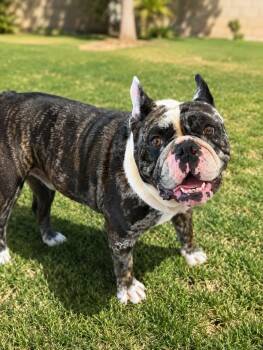 English Bulldog Dogs Available for Adoption in Las Vegas, Nevada - Biggie | PetCurious