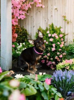 Zyrah -  Miniature Pinscher Dog for Adoption in San Antonio, Texas - Zyrah | PetCurious