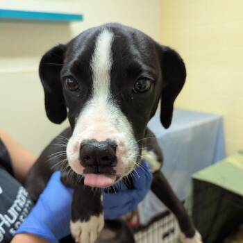Cricket -  Terrier Dog for Adoption in Lynchburg, Virginia - Cricket | PetCurious