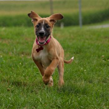 Marcel -  Chihuahua Dog for Adoption in Houston, Texas - Marcel | PetCurious