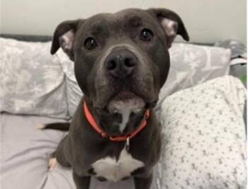PENNY -  Pit Bull Terrier Dog for Adoption in Palo Alto, California - PENNY | PetCurious