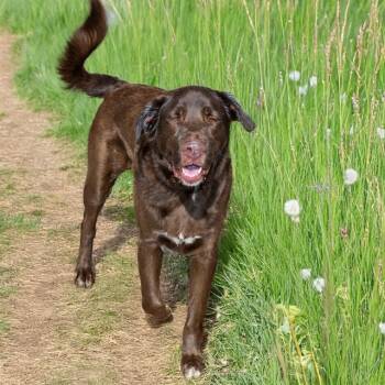 Rescue Labrador Retriever Dogs for Adoption in St. Louis, Missouri - ARLO | PetCurious