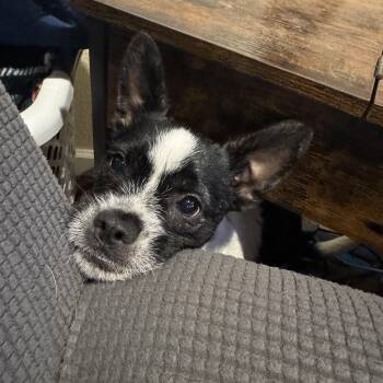 Rescue Boston Terrier and Shih Tzu Dogs for Adoption in Citrus Heights, California - Oscar | PetCurious