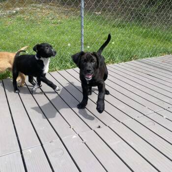 Black Labrador Retriever and Mixed Breed Dogs Available for Adoption in Jacksboro, Tennessee - Aspen | PetCurious