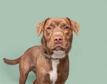 TYSON -  Labrador Retriever Dog for Adoption in Brentwood, Missouri - TYSON | PetCurious