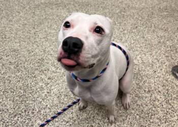 Pit Bull Terrier Dogs Available for Adoption - TULIP | PetCurious