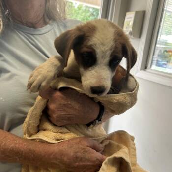 Buckley -  Australian Cattle Dog Blue Heeler and Mixed Breed Dog for Adoption in Starkville, Mississippi - Buckley | PetCurious