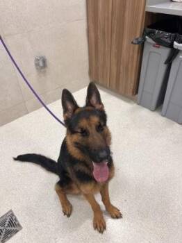 Vhagar -  German Shepherd Dog and Mixed Breed Dog for Adoption in Honolulu, Hawaii - Vhagar | PetCurious