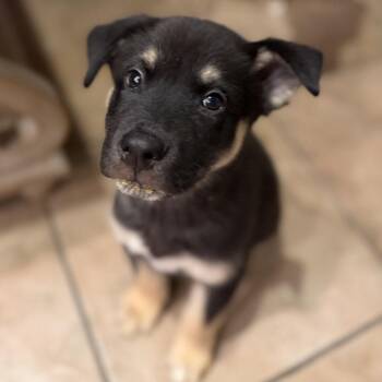 Sam Handwich -  Shepherd and Mixed Breed Dog for Adoption in Bullhead City, Arizona - Sam Handwich | PetCurious