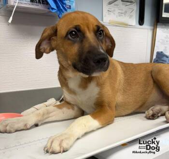 Fudgesicle -  Shepherd and Labrador Retriever Dog for Adoption in Washington, District Of Columbia - Fudgesicle | PetCurious