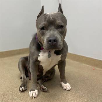 Pit Bull Terrier Dogs Available for Adoption - BLUEBELL | PetCurious