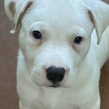 Diesel - Courtesy Post -  Labrador Retriever Dog for Adoption in Newport Beach, California - Diesel - Courtesy Post | PetCurious