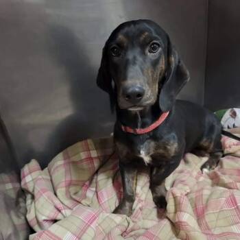 Nana -  Basset Hound and Dachshund Dog for Adoption in Long Beach, Mississippi - Nana | PetCurious