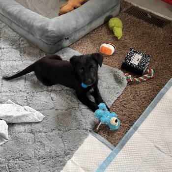 Willow -  Mixed Breed Dog for Adoption in Sioux Falls, South Dakota - Willow | PetCurious