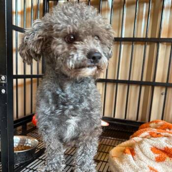 Sterling COMING SOON -  Poodle Dog for Adoption in Loves Park, Illinois - Sterling COMING SOON | PetCurious