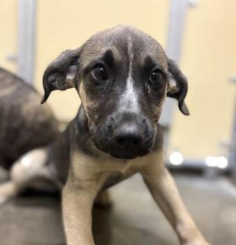 Star -  Shepherd Dog for Adoption in Sioux City, Iowa - Star | PetCurious