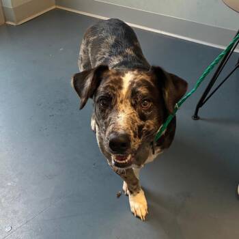 Chip-A-Hoy -  Catahoula Leopard Dog and Mixed Breed Dog for Adoption in Greensboro, North Carolina - Chip-A-Hoy | PetCurious