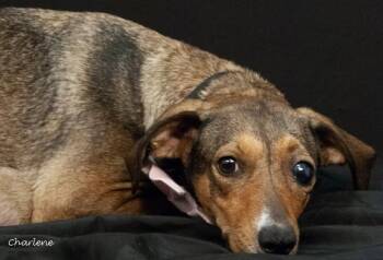 Rescue Shepherd and Feist Dogs for Adoption in Newland, North Carolina - Veya | PetCurious