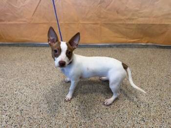ROCK STAR -  Parson Russell Terrier and Rat Terrier Dog for Adoption in Doral, Florida - ROCK STAR | PetCurious