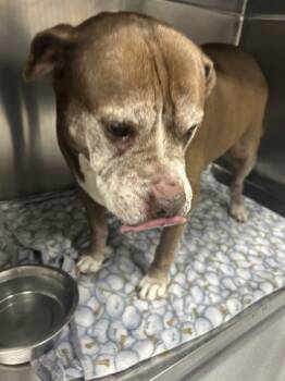 Rescue Pit Bull Terrier and Mixed Breed Dogs for Adoption in Fort Worth, Texas - 59788099 | PetCurious