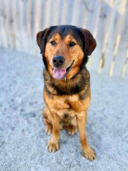 Mixed Breed Dogs Available for Adoption in Muskegon, Michigan - Rookie | PetCurious