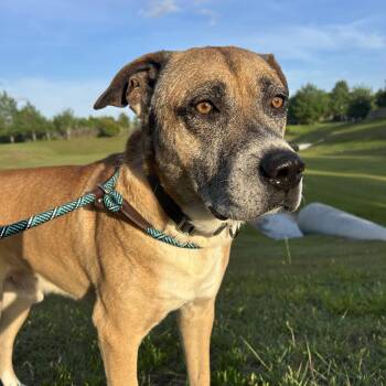 Labrador Retriever and Shepherd Dogs Available for Adoption in South Houston, Texas - Teddy Bear | PetCurious