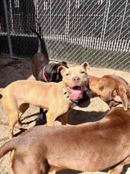 Mixed Breed Dogs Available for Adoption - Maeve | PetCurious