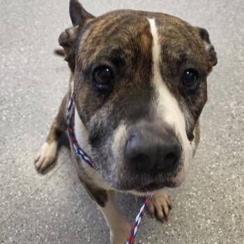 Pit Bull Terrier Dogs Available for Adoption in Watertown, New York - Pogo | PetCurious