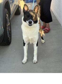 Oso -  German Shepherd Dog Dog for Adoption in Roseville, California - Oso | PetCurious