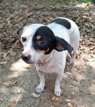 Maylee WV14526-T LOCAL Adoption Event in Woodinville 8/23 -  Jack Russell Terrier Dog for Adoption in Missouri City, Texas - Maylee WV14526-T LOCAL Adoption Event In Woodinville 8/23 | PetCurious