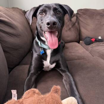 Luke -  Labrador Retriever Dog for Adoption in Hopkinton, Massachusetts - Luke | PetCurious
