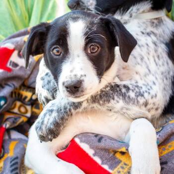 Pointer and Labrador Retriever Dogs Available for Adoption - Mimi | PetCurious