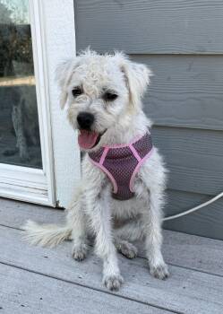 Terrier and Poodle Dogs Available for Adoption - Lois | PetCurious