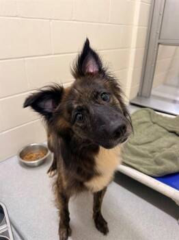 PEPPERMINT PATTY -  Australian Shepherd and Mixed Breed Dog for Adoption in Minneapolis, Minnesota - PEPPERMINT PATTY | PetCurious