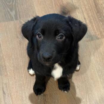 Chocolate Labrador Retriever and Australian Shepherd Dogs Available for Adoption - Rosy | PetCurious
