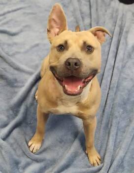 NUTTER -  American Bulldog and Mixed Breed Dog for Adoption in Brunswick, Georgia - NUTTER | PetCurious