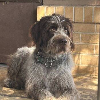 Rescue German Wirehaired Pointer Dogs for Adoption in Santa Rosa, California - Summer (Oberlin, Kansas) | PetCurious
