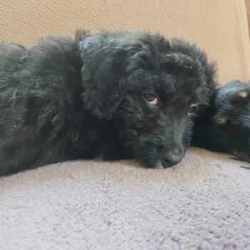 Sophia -  Poodle Dog for Adoption in Elmwood Park, Wisconsin - Sophia | PetCurious