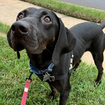 Bob FKA Duncan Rocky -  Black Labrador Retriever and Hound Dog for Adoption in Falls Church, Virginia - Bob FKA Duncan Rocky | PetCurious