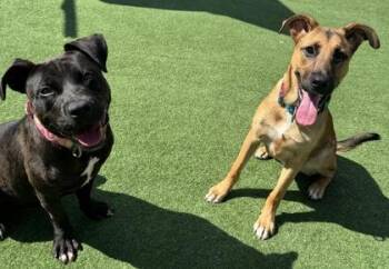 Twix -  Labrador Retriever and Mixed Breed Dog for Adoption in Farmers Branch, Texas - Twix | PetCurious