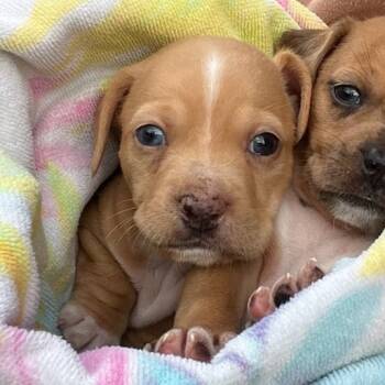 Rescue Chihuahua Dogs for Adoption in Austin, Texas - Peanut | PetCurious